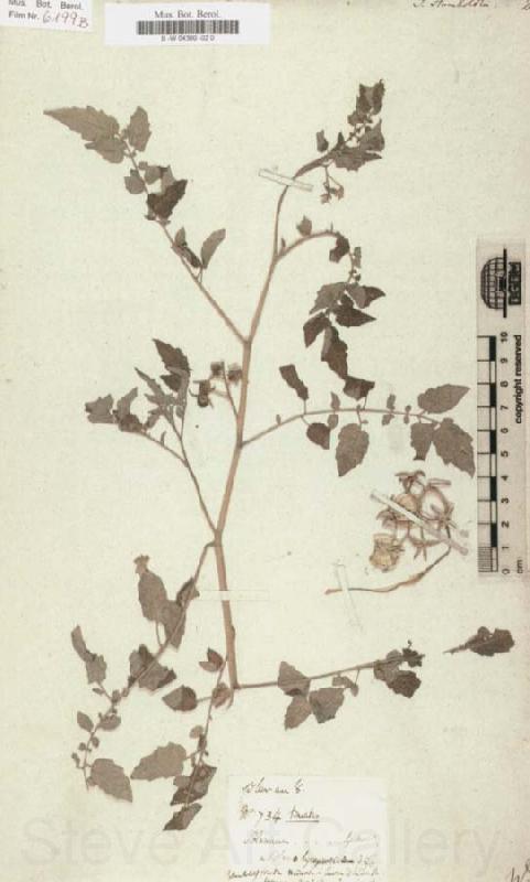 Alexander von Humboldt Solanum humboldtili France oil painting art
